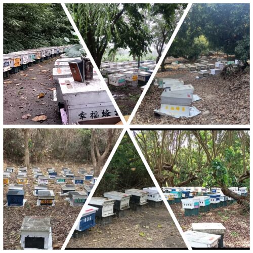 現代遊牧民族：幸福蜂業的四海為家牧蜂之旅